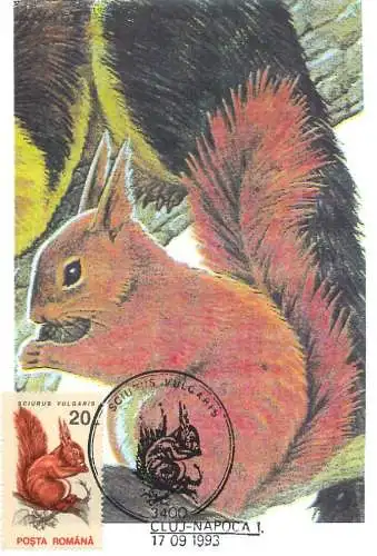 Romania maxi card animals veverita squirell