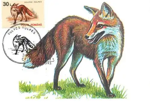 Romania maxi card animals vulpe fox