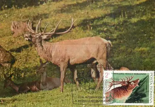 Romania maxi card animals cerf