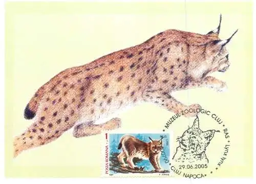 Romania maxi card animals lynx