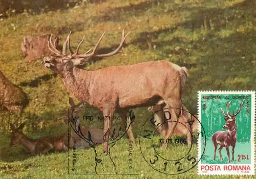 Romania maxi card animals cerb