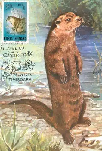 Romania maxi card animals vidra