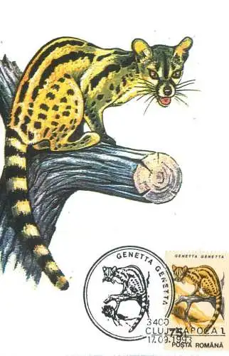 Romania maxi card animals geneta