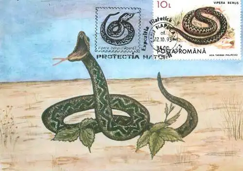 Romania maxi card animals viper
