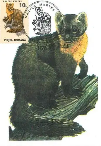 Romania maxi card animals jderul de padure