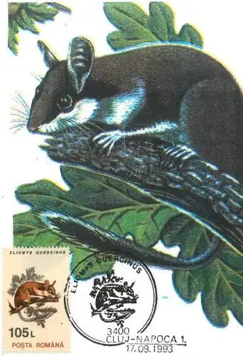 Romania maxi card animals parsul de stejar