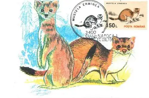 Romania maxi card animals hermina