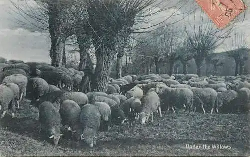 Under the Willows sheep flock
