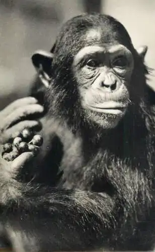 Animal types monkey chimpanzee