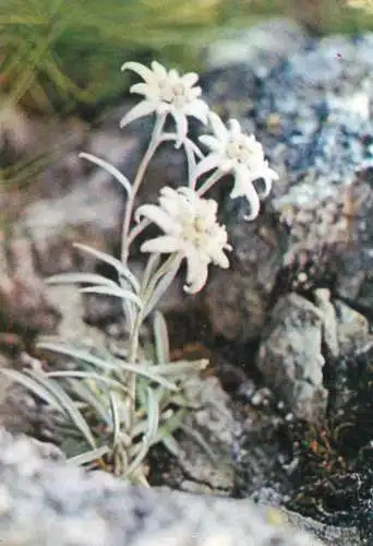 Leontopodium alpinum flowers postcard edelweiss