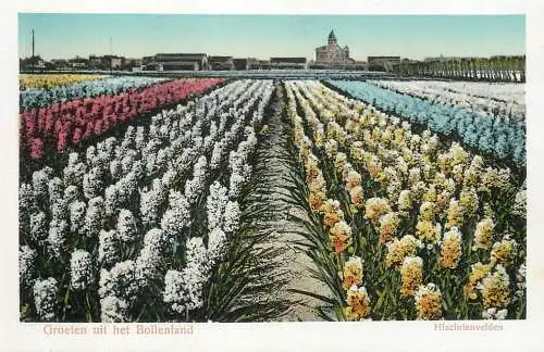 Netherlands Groeten uit het Bollenland Hiacintenvelden