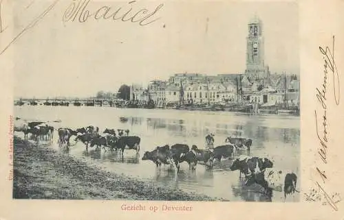 Netherlands Deventer cityscape and cow herd at the river