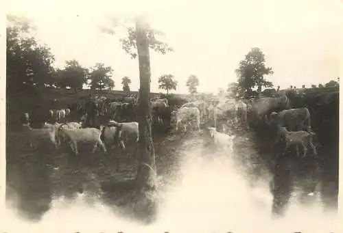 Place to identify Romania photo M. Bilinski cows & goats