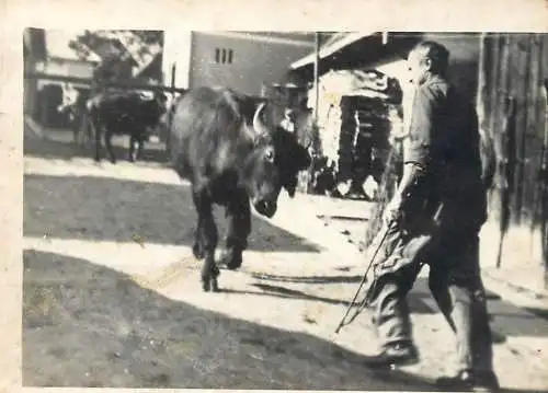 Anonymous persons Romania bull instant photo