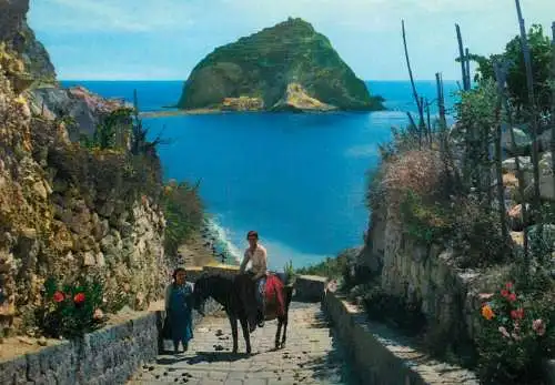 Italy Campania Ischia S. Angelo donkey