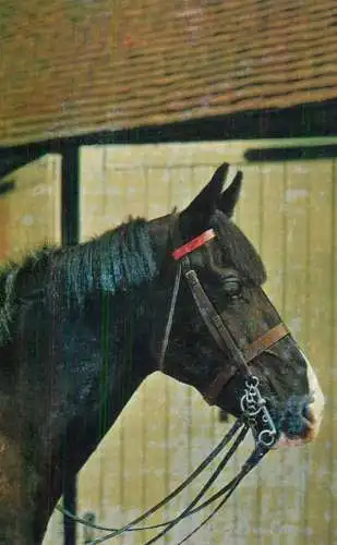 Horses black beauty
