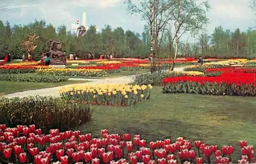 Netherlands tulips in bloom