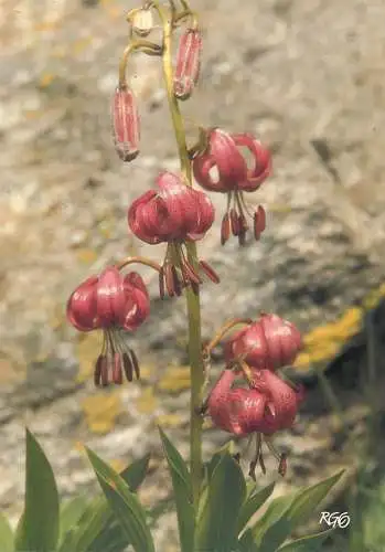 Mountain flora Martagon lily