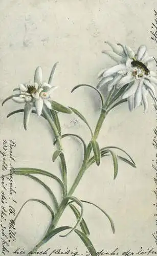 Edelweiss alpine flowers Gruss aus  ... Tirol, Austria 1904