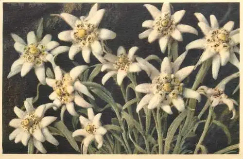 Edelweiss alpine flowers postcard