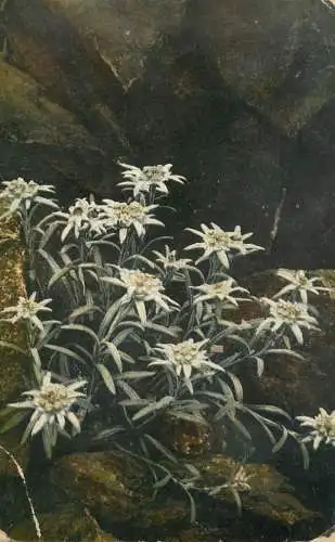 Edelweiss alpine flowers postcard