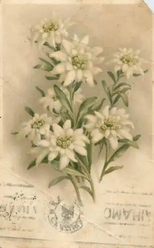Edelweiss alpine flowers postcard