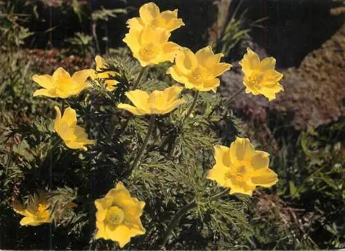 Anemone a fleurs jaunes fleurs et plants