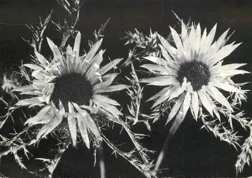 Les Carlines fleurs et plants