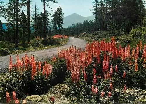 Place to identify picturesque natural landscape forest road view