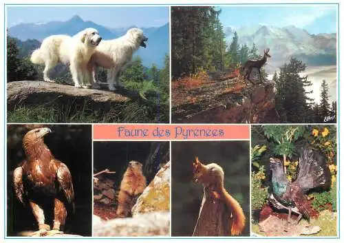 France Faune de Pyrenees multi view