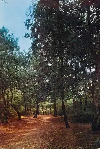 France Le Touquet Quietude de la Foret