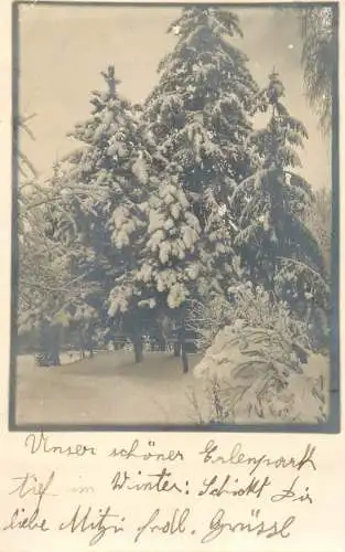 Trees winter landscape real photo Romania 1931