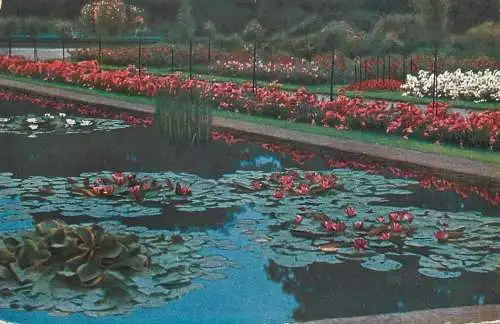 Water lilies 1913