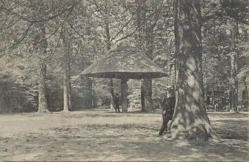 Bruxelles champignon pres du chalet des rossignols au bois de la Cambre
