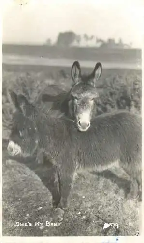 Donkeys she`s my baby