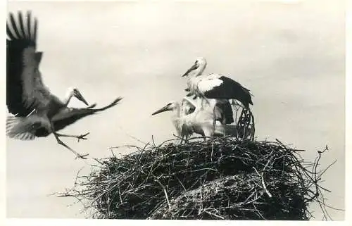 Stork birds nest real photo postcard