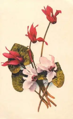 purple cyclamen 1900s postcard