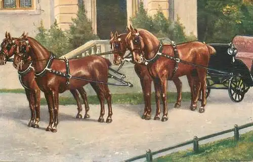 Horses chevals Pferde AK