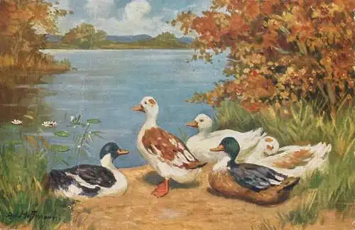 Ducks artist postcard