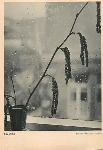 Window plant motiv rainy day detail aspect