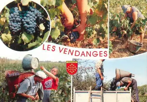 Languedoc les vendanges