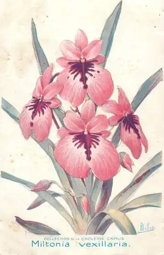 Miltonia vexillaria collection de la Choleine Camus publicite Darrasse Pharmacy Paris