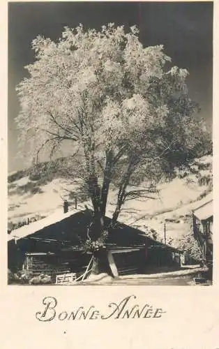 Winter scenic with tree photo postcard Germany ww2 New Year greetings