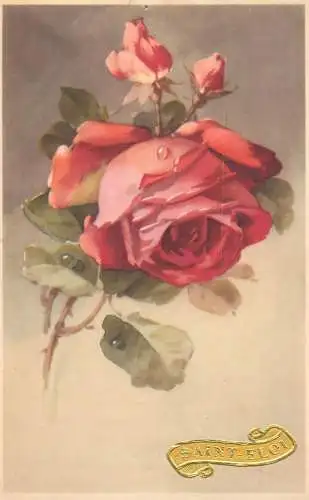 Vive Saint Eloi red rose