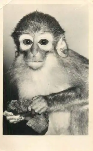 Monkey ape chimp Leipzig Zoo Germany 1959 butterfly franking stamp postcard