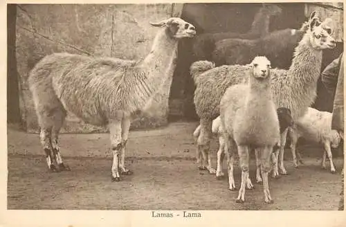 Lamas 1952