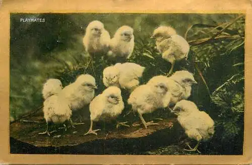 Playmates chicks 1907