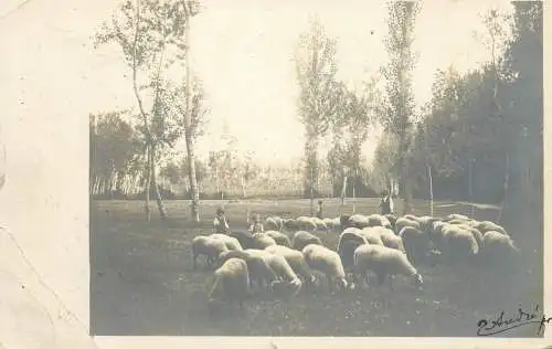 Photographic postcard Italy pastoral scenic with sheep cartolina vera fotografia 1913