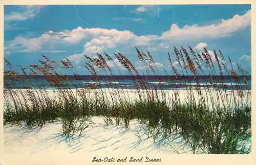 Sea-oats and sand dunes along Florida beautiful coast line