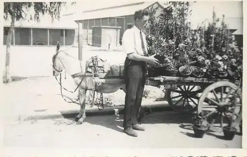 Photographic postcard donkey cart flowers seller